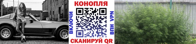Конопля Amnesia где продают наркотики Протвино